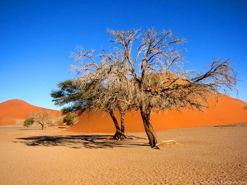 Namibia Wallpapers: Desert, Dunes, Zebra, Etosha National Park ...