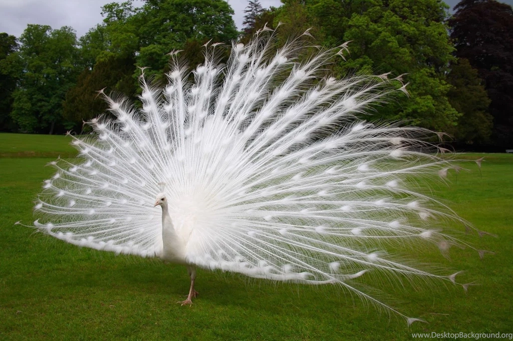 Beautiful wallpapers of peacock.jpg