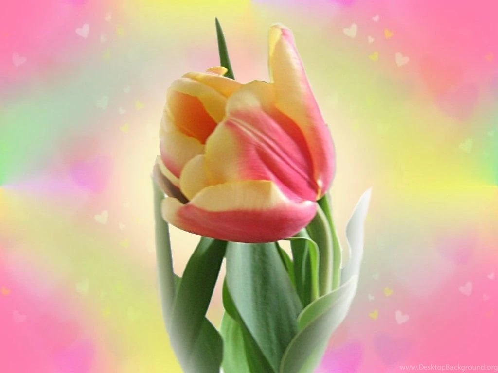 Tulip_wallpaper_1024.jpg