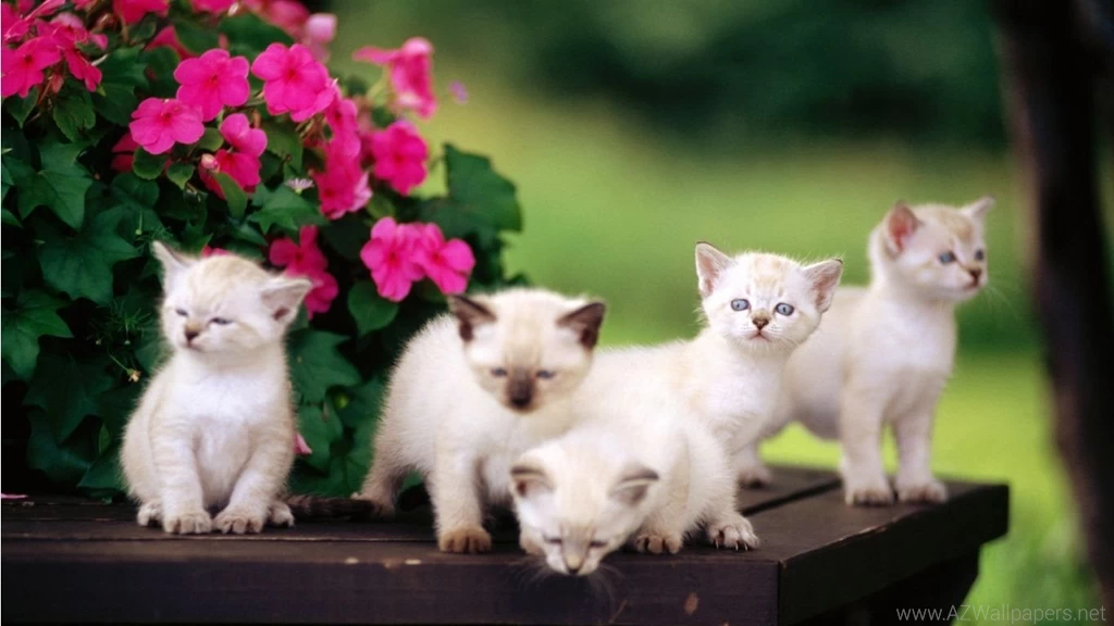 Desktop_wallpaper_hd_widescreen_free_download_2015 3.jpg