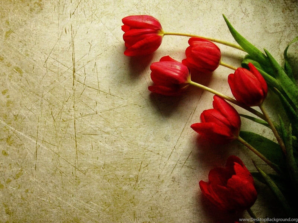 Nature Wallpapers   Flowers, Darkolivegreen, Darkred