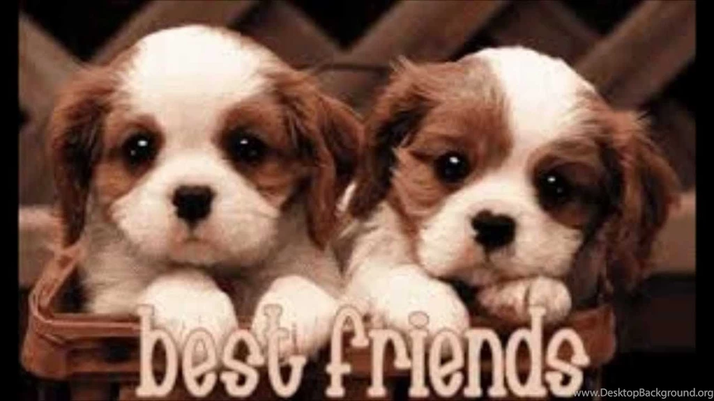 Best Friends Forever Wallpapers Wallpapers Cave