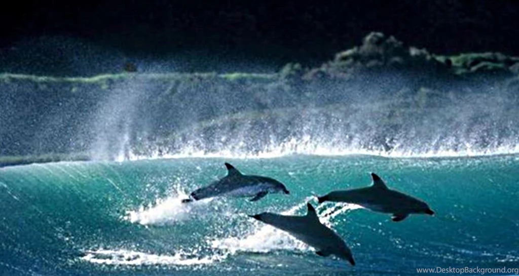 Hd Animal Wallpapers, Wild Animals, Download Wallpaper, Widescreen ...