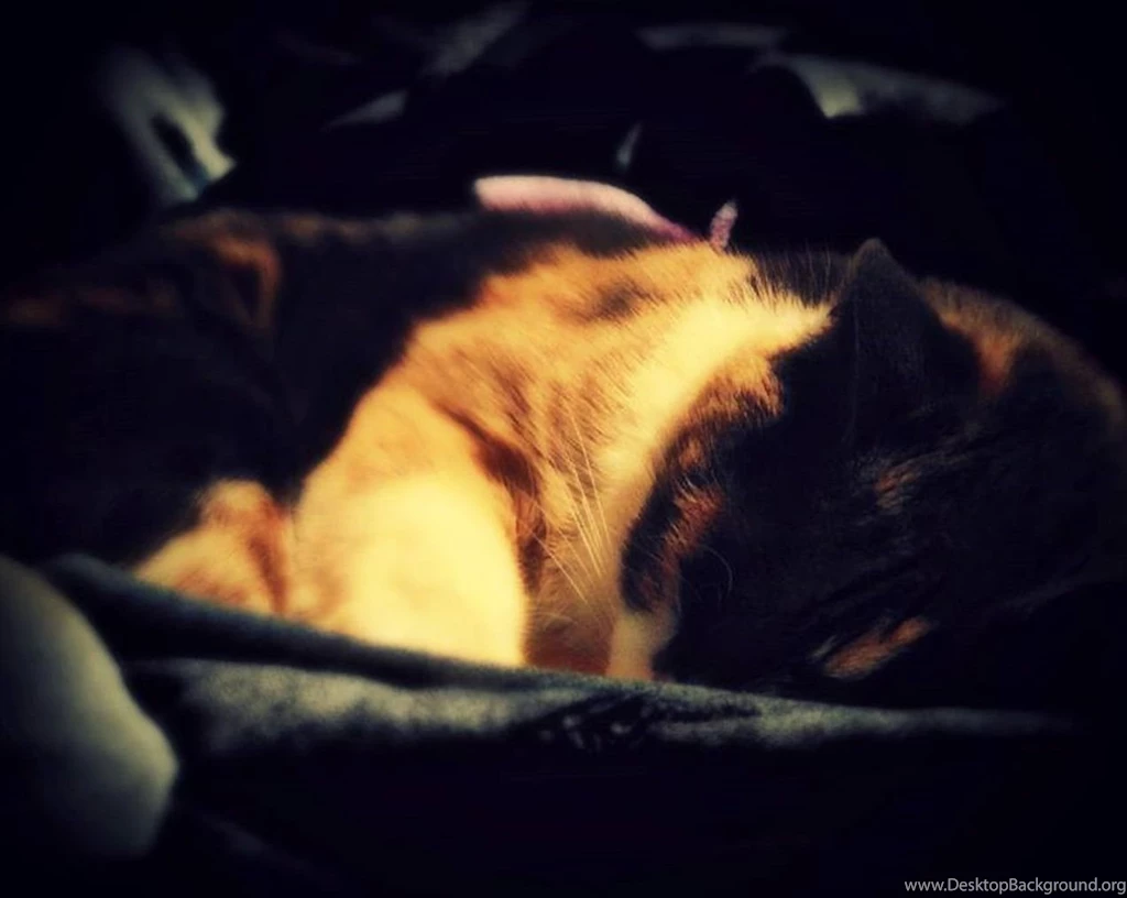 Animal Wallpapers, Animal Kingdom, Cool Pets, Desktop Images, Free ...