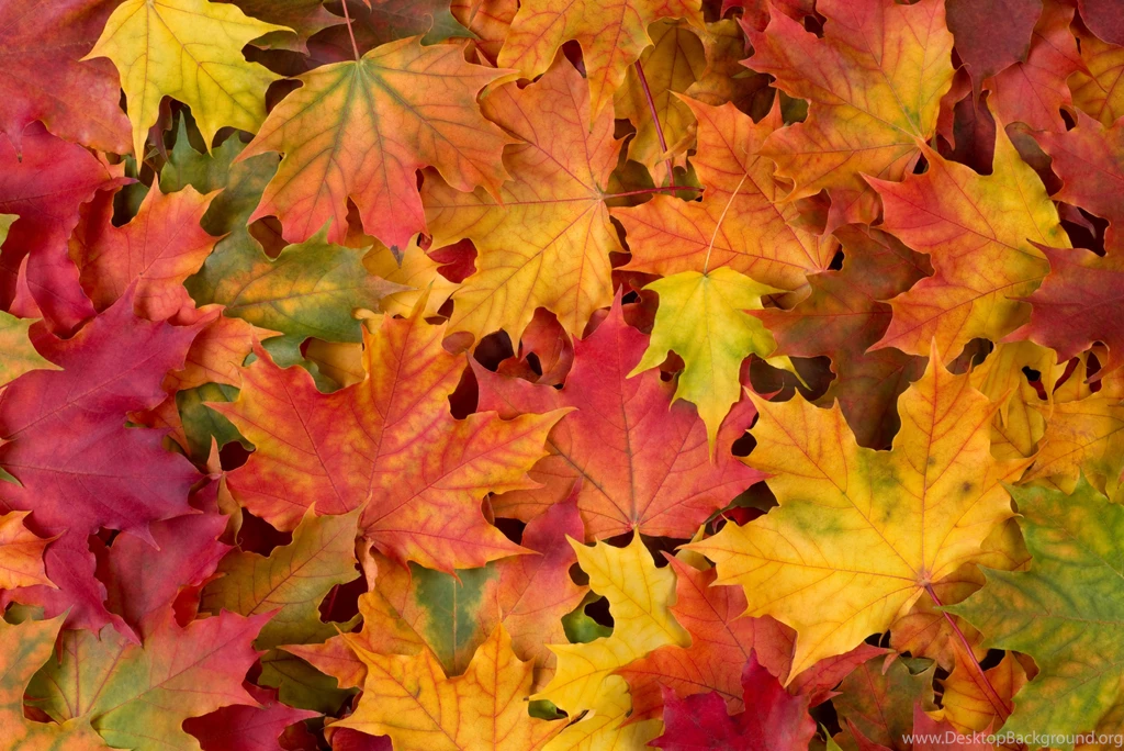 Fall Leaves Backgrounds Welcome To Sulmona