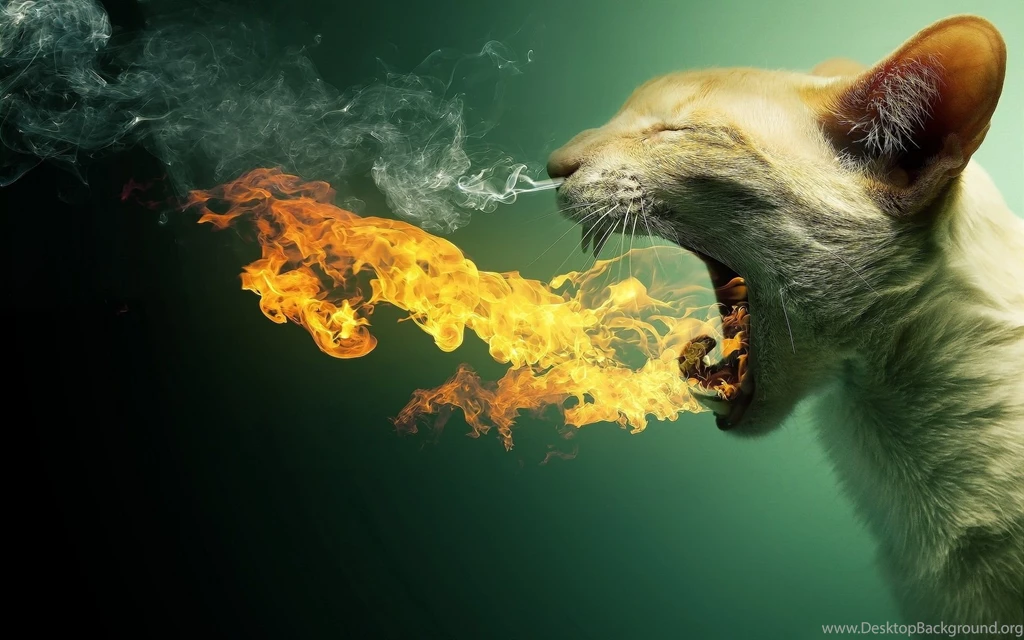 Funny Wallpapers