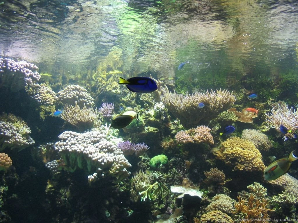 Aquarium Backgrounds Hd Wallpapers 74980