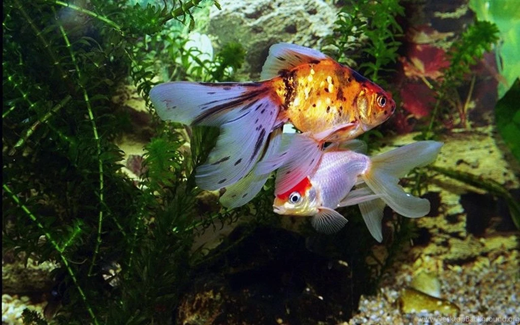 Desktop Wallpapers · Gallery · Animals · Popular Aquarium Fish ...