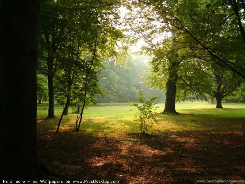World Wallpaper: Dark Forest Wallpapers