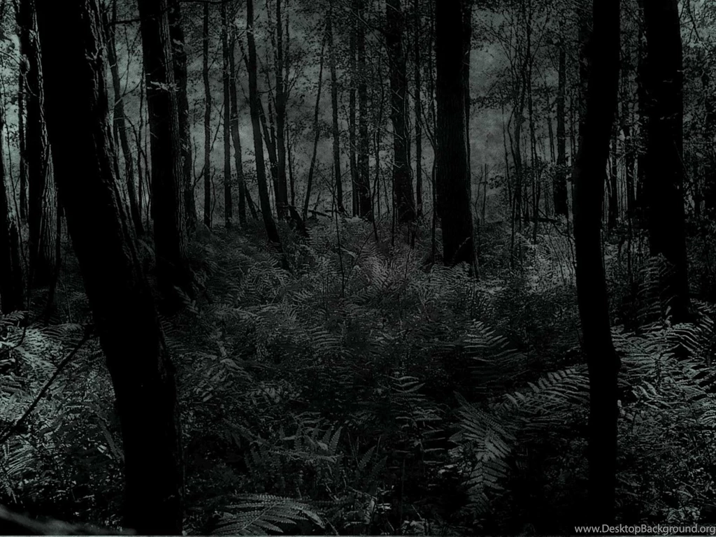 Dark Forest Wallpapers ~ HD Wallpapers