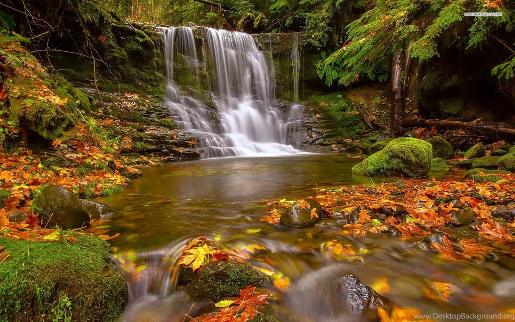 Early Autumn In The Forest Wallpapers