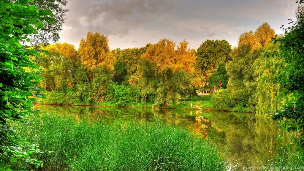 Early Autumn In The Forest Wallpapers