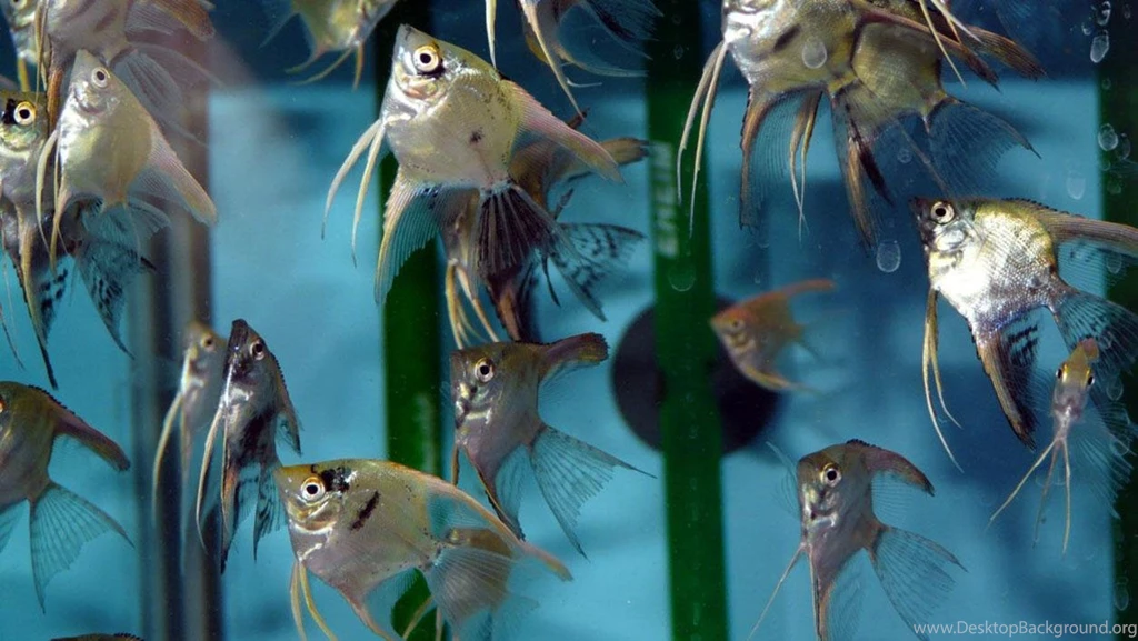 Free Wallpapers Veiltail Angel Fish