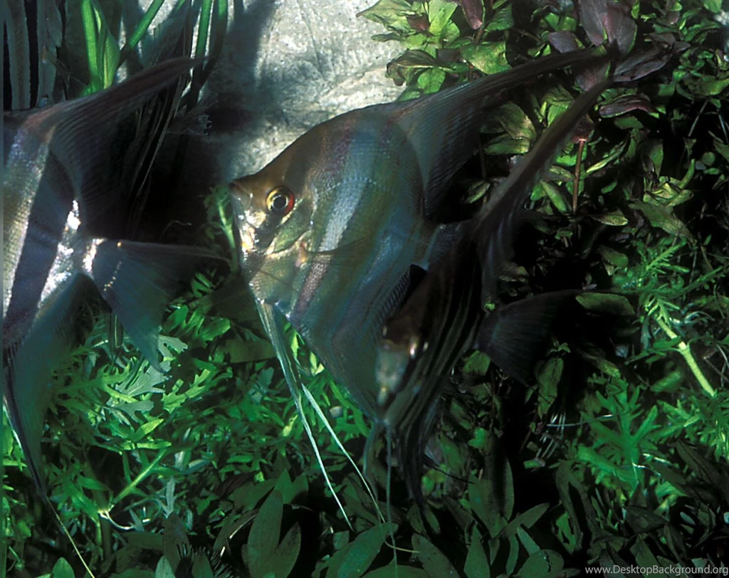 Free Wallpapers Pterophyllum Altum Wild Angel Fish
