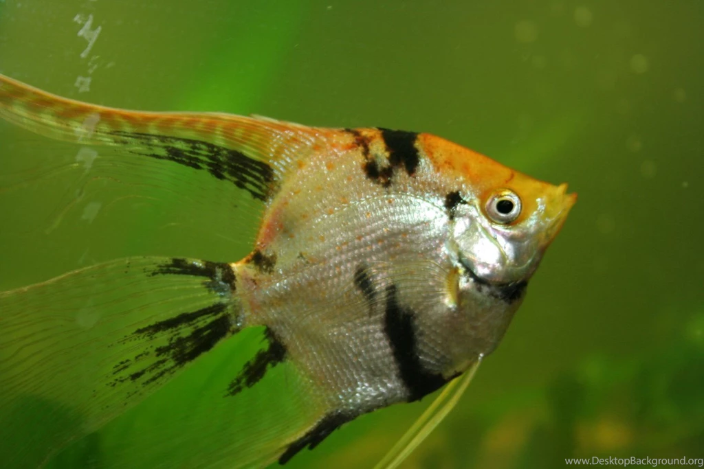 Free Wallpapers Pterophyllum Scalare Aka Angelfish