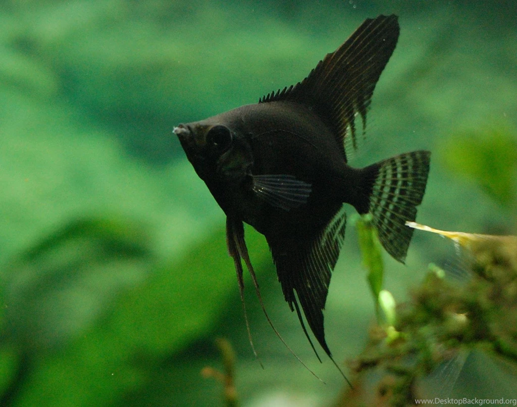 Black Angelfish Photo And Wallpaper. Cute Black Angelfish Pictures