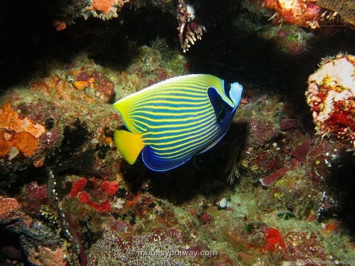 Ocean Wall Mural With Emperor Angelfish   Wallpapers Mural Ideas ...