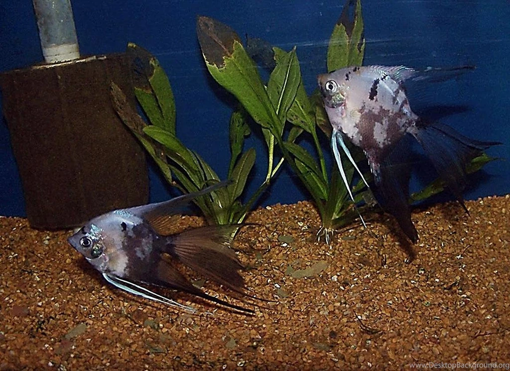 Free Wallpapers Blue Chocolate Angel Fish