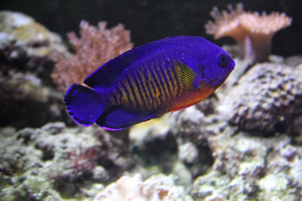 DWARF ANGELFISH Coral Beauty Underwater Ocean Sea (1) Wallpapers ...