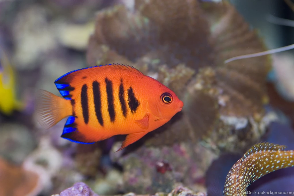 FLAME ANGELFISH Tropical Underwater Ocean Sea (16) Wallpapers ...