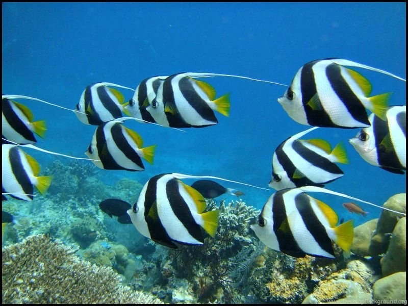 The Lovely Island Of Ko Tao