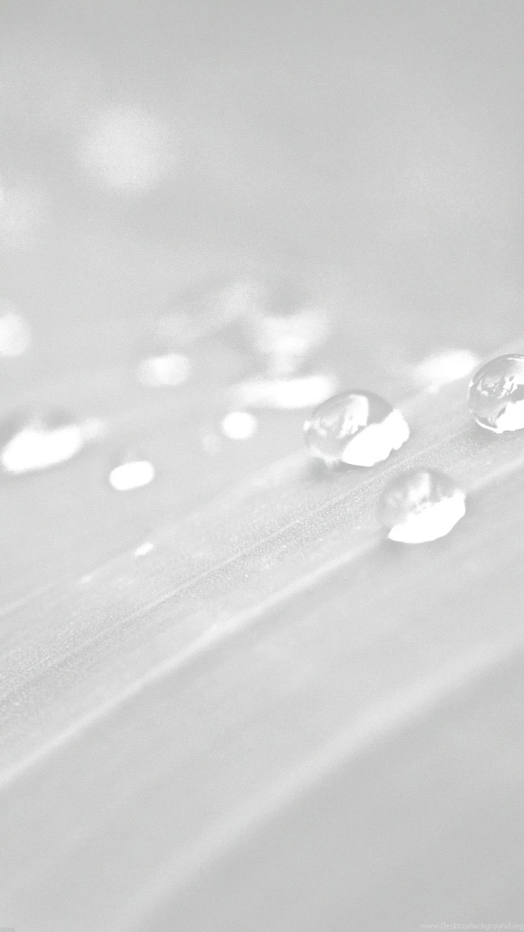 Pure Clear Water Drops Nature White Leaf After Rain Forest iPhone ...