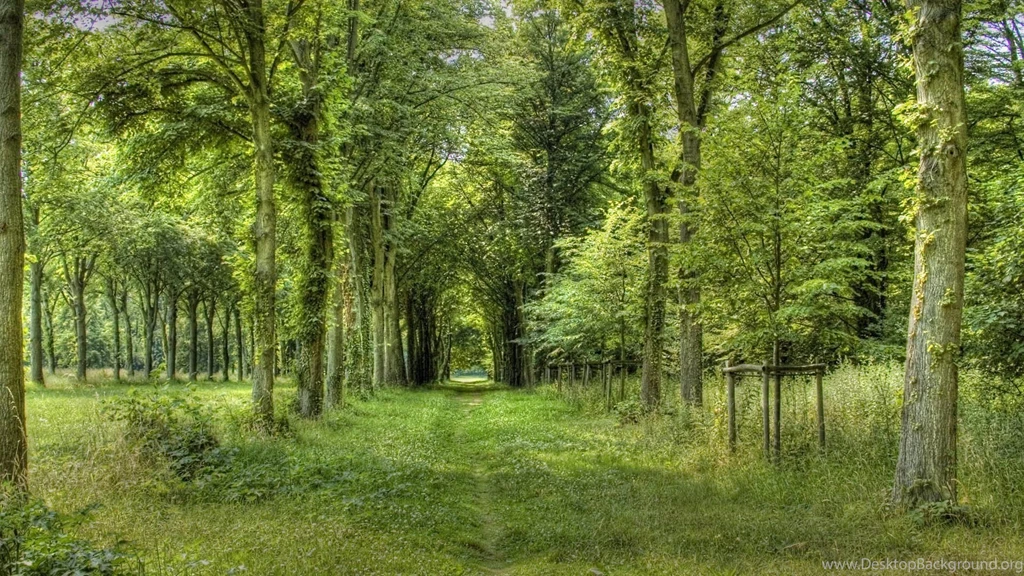Hd Forest Scenery Hd Wallpapers Widescreen 1920×1080
