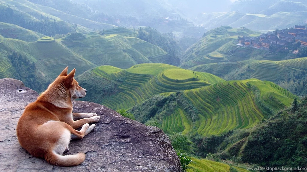 Nature_animals_hd.jpg