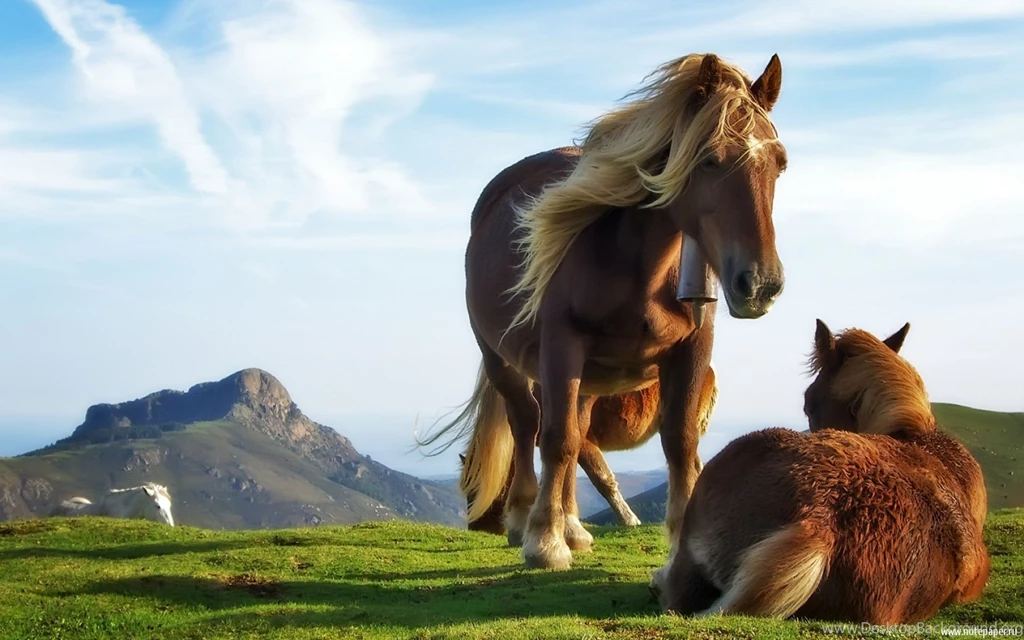 Animals, Nature, Wallpapers 01