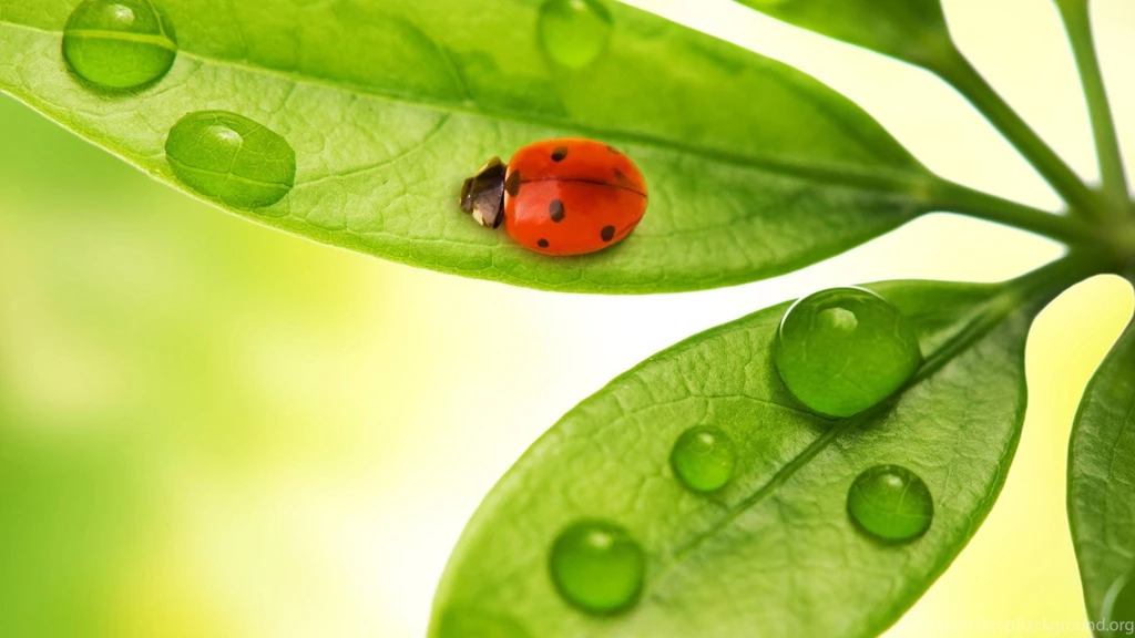 Www.intrawallpaper.com Animals Page 2