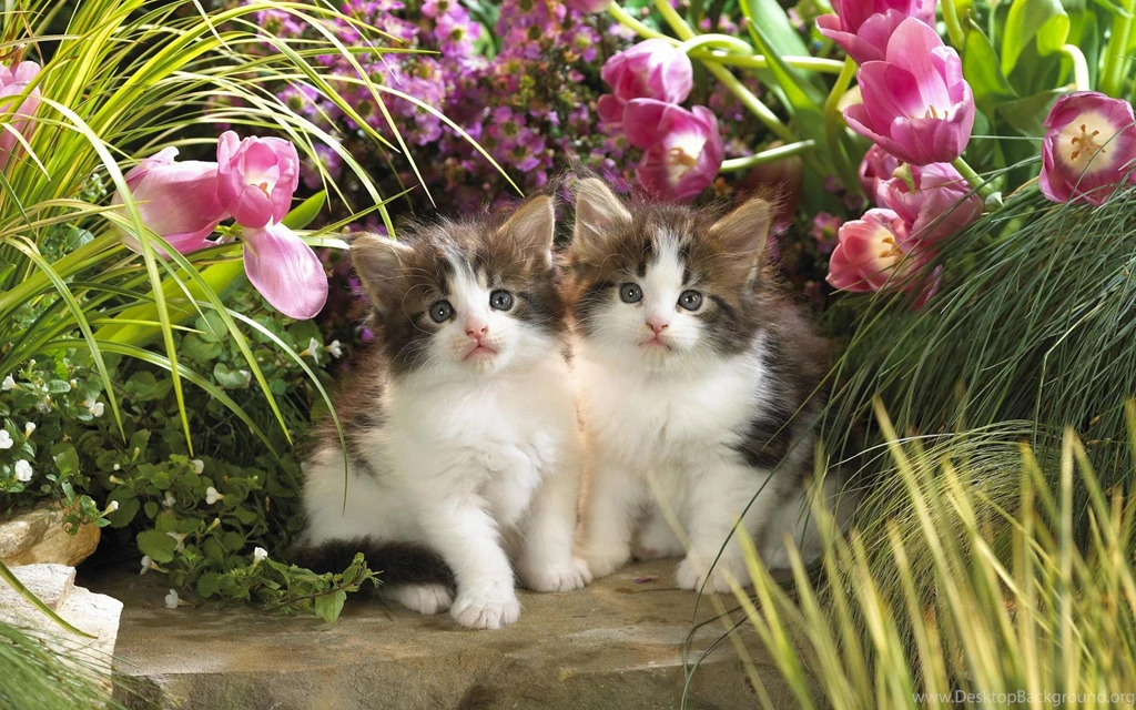 Animals Cats Babies Felines Kittens Cute Garden Flowers Nature ...