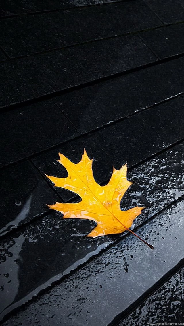 Yellow Leaves iPhone 5s Wallpapers Download