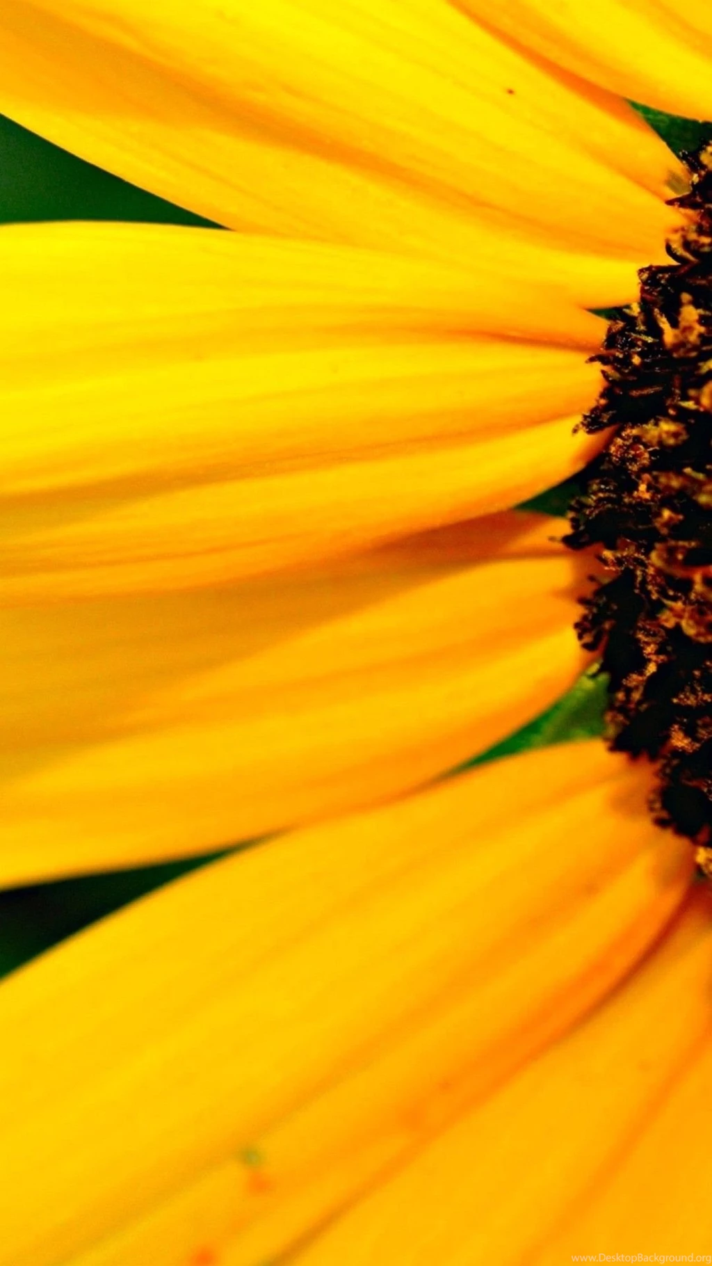 Wallpapers Iphone 6 Plus Petals Yellow 5 5 Inches   1080 X 1920 ...