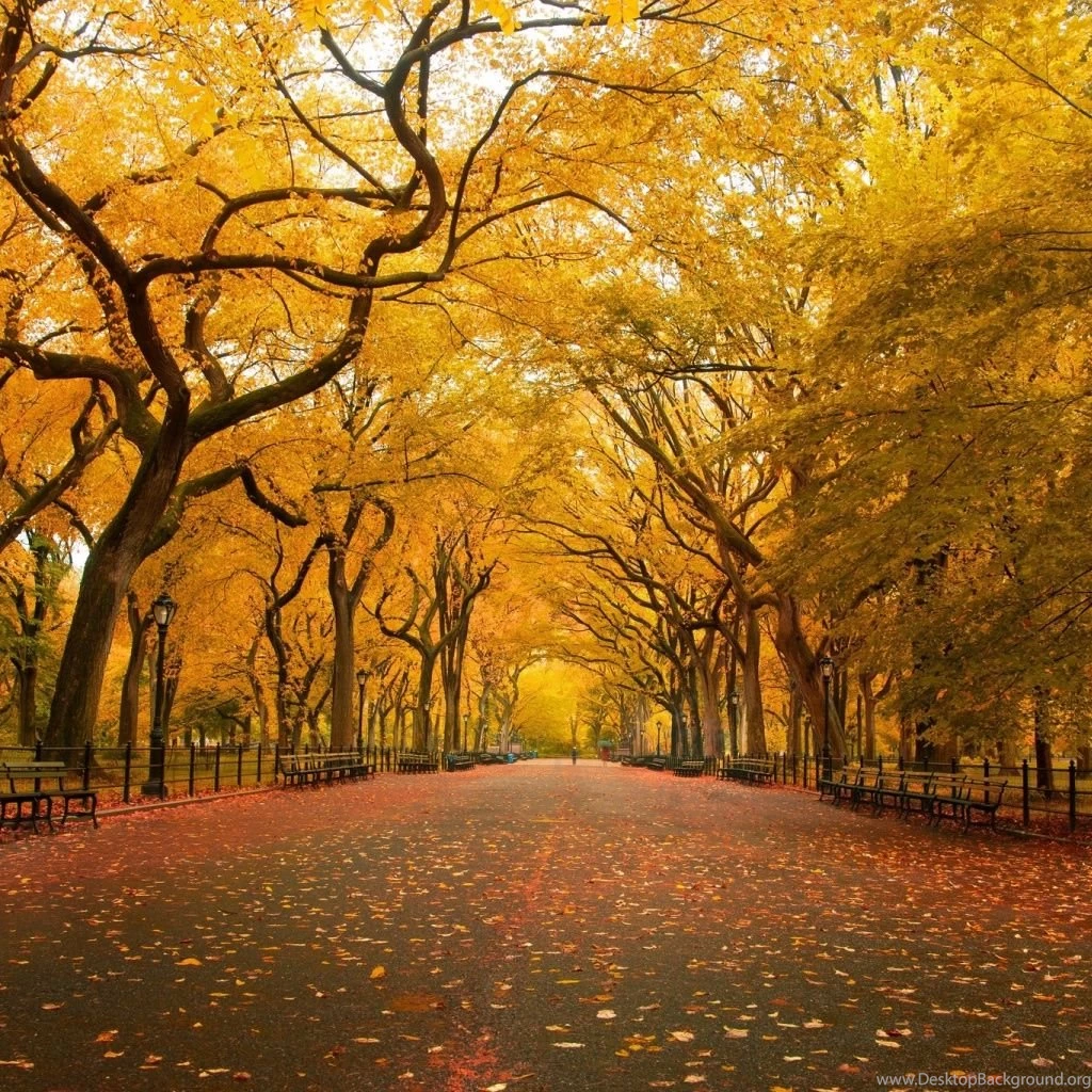 Yellow Trees iPad Wallpapers Download