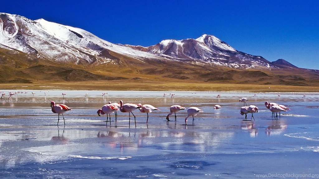 Birds Flamingos High Mountain Lake Bolivia Winter Birds Ice ...