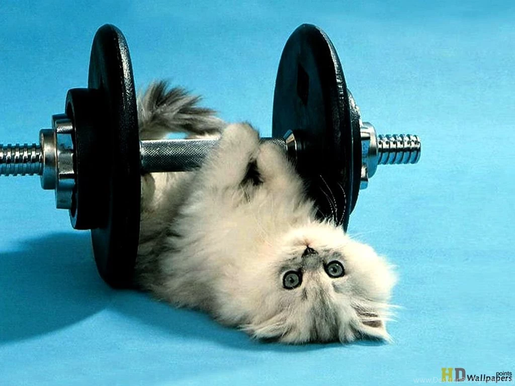 Funny Images Free Download For Mobile