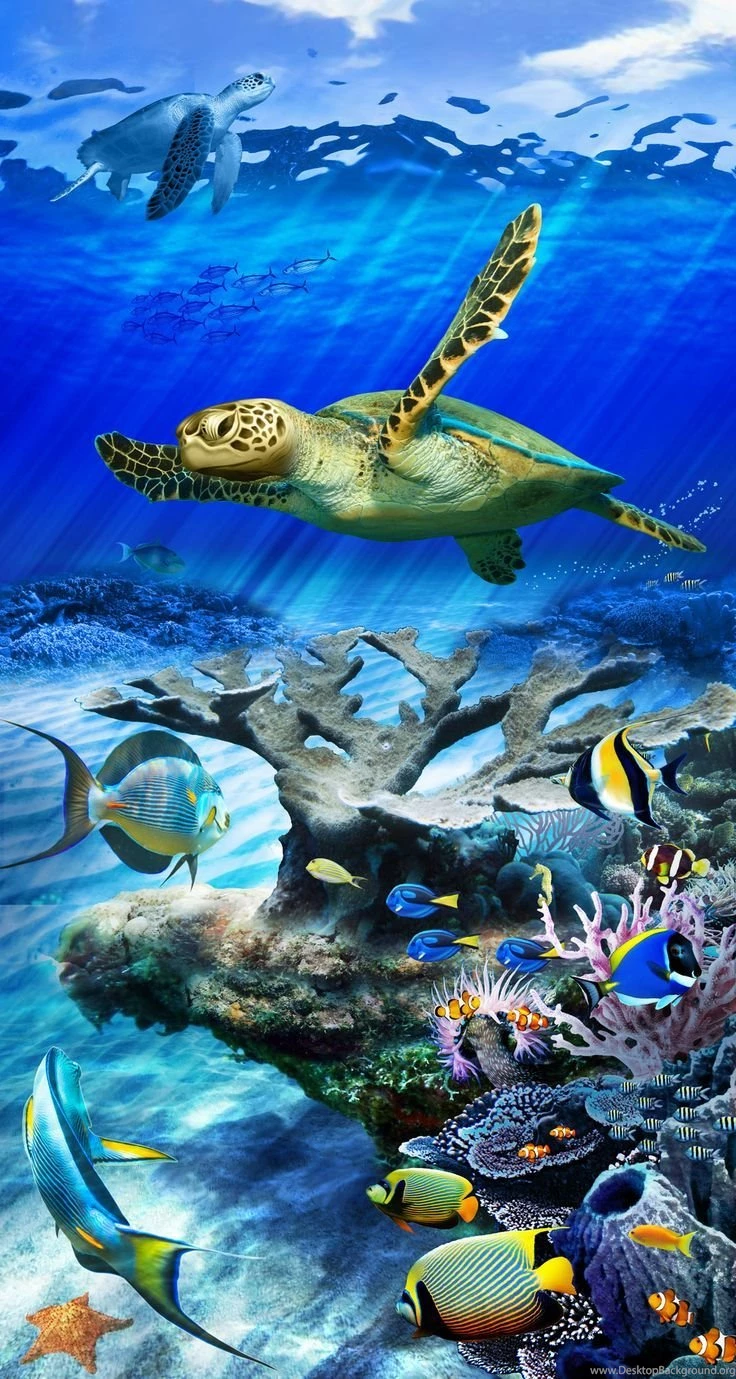 Turtle Wallpapers On Pinterest