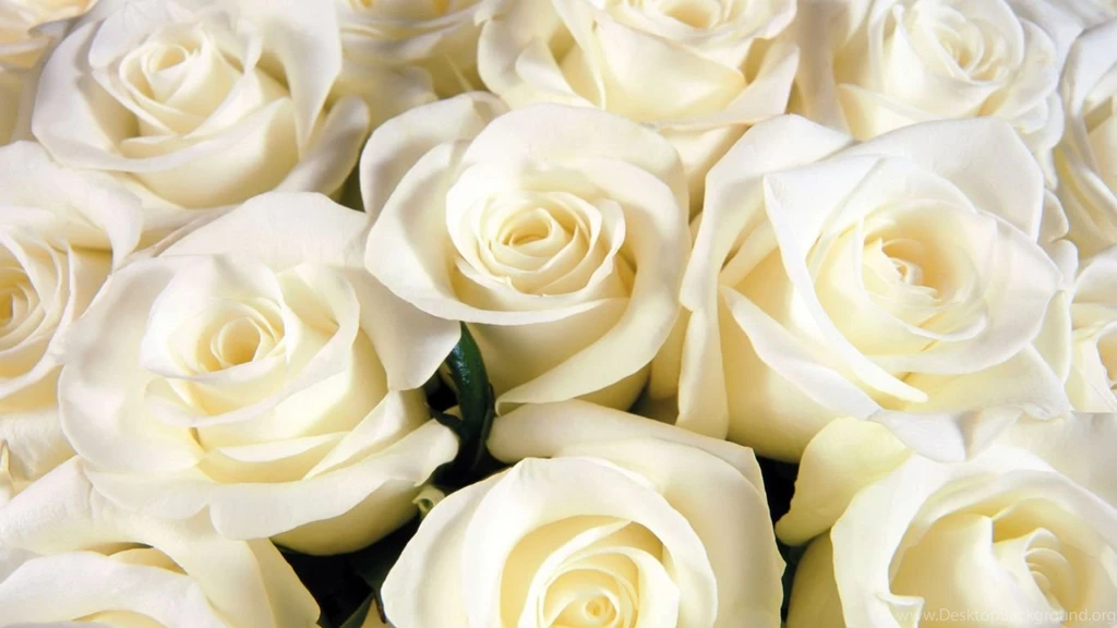 Beautiful White Rose Wallpapers HD 3F5