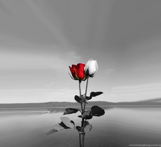 Innocent White Rose Flowers Wallpapers For Inspiration Beautiful ...