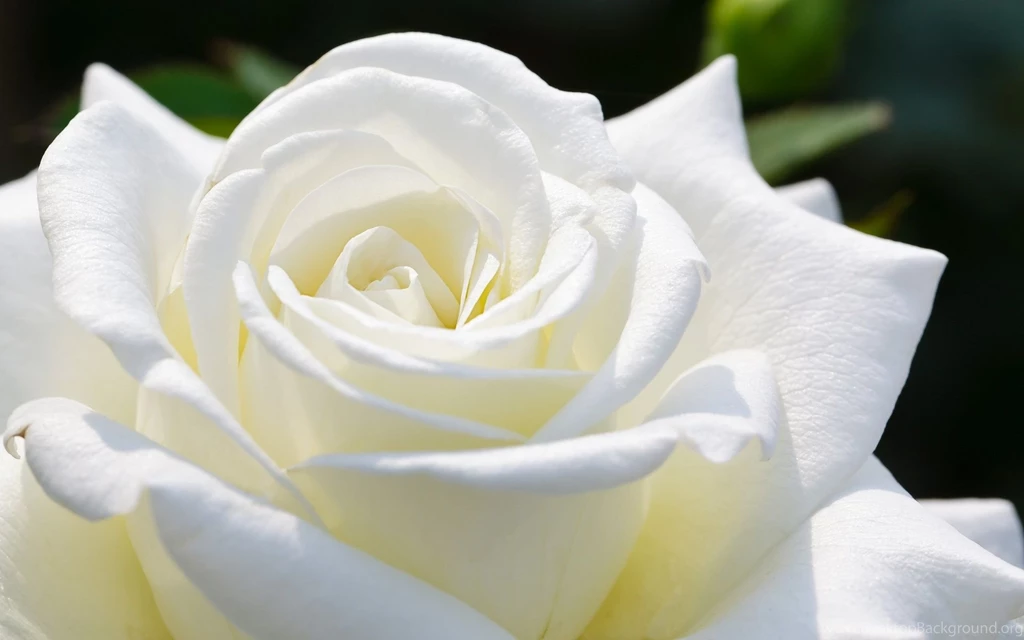 White Rose Flower Hd Wallpapers 1920×1200 20829