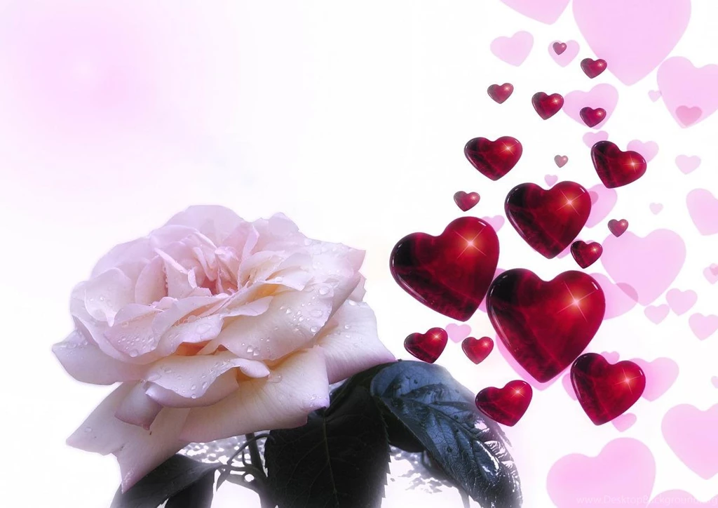 White Rose And Red Hearts (