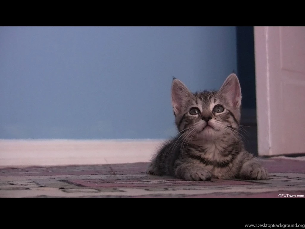 Kitten HQ Wallpapers