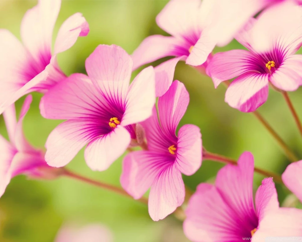 Nature Flower Wallpapers Hd For Desktop Free Download
