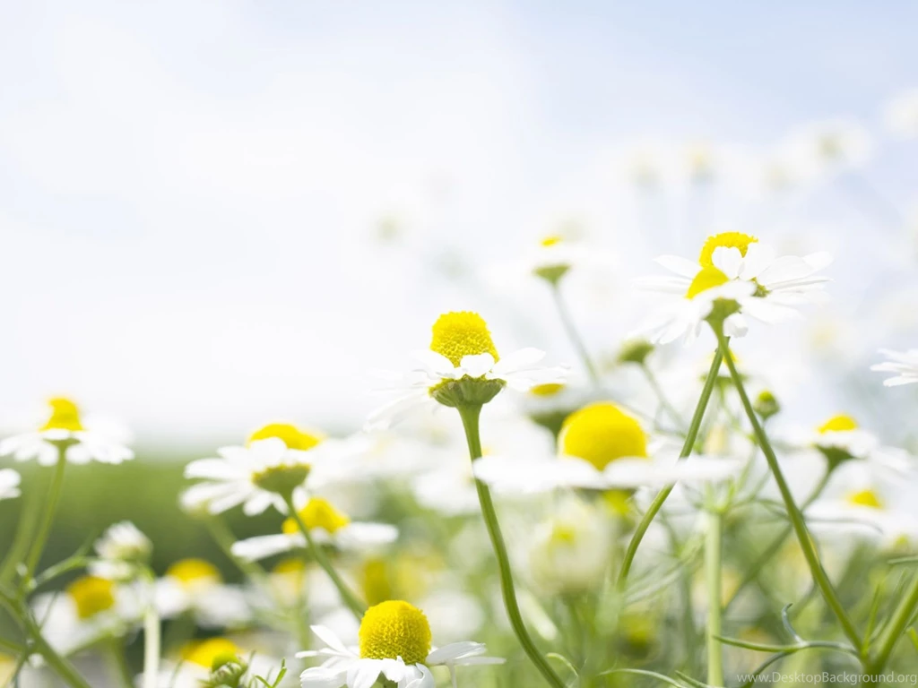 Free flower desktop backgrounds.jpg