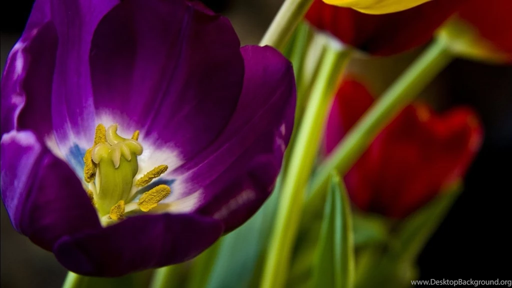 Free flower wallpaper for desktop 5.jpg