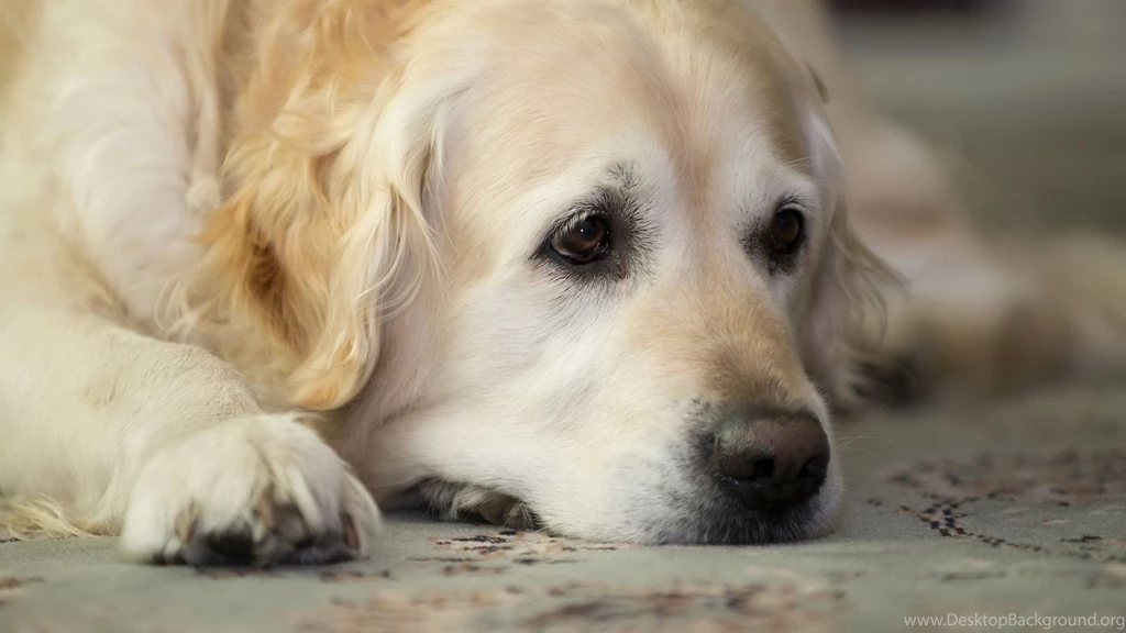 Cute Dog Wallpapers   Wallpaper.