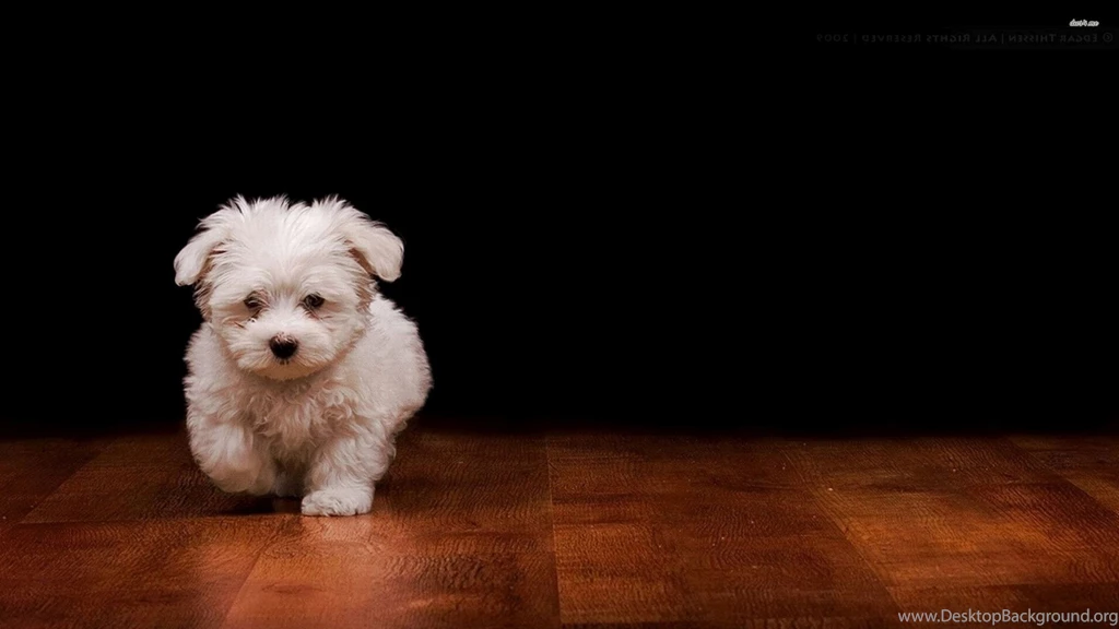 Cute Dog Wallpapers   Animal Wallpapers