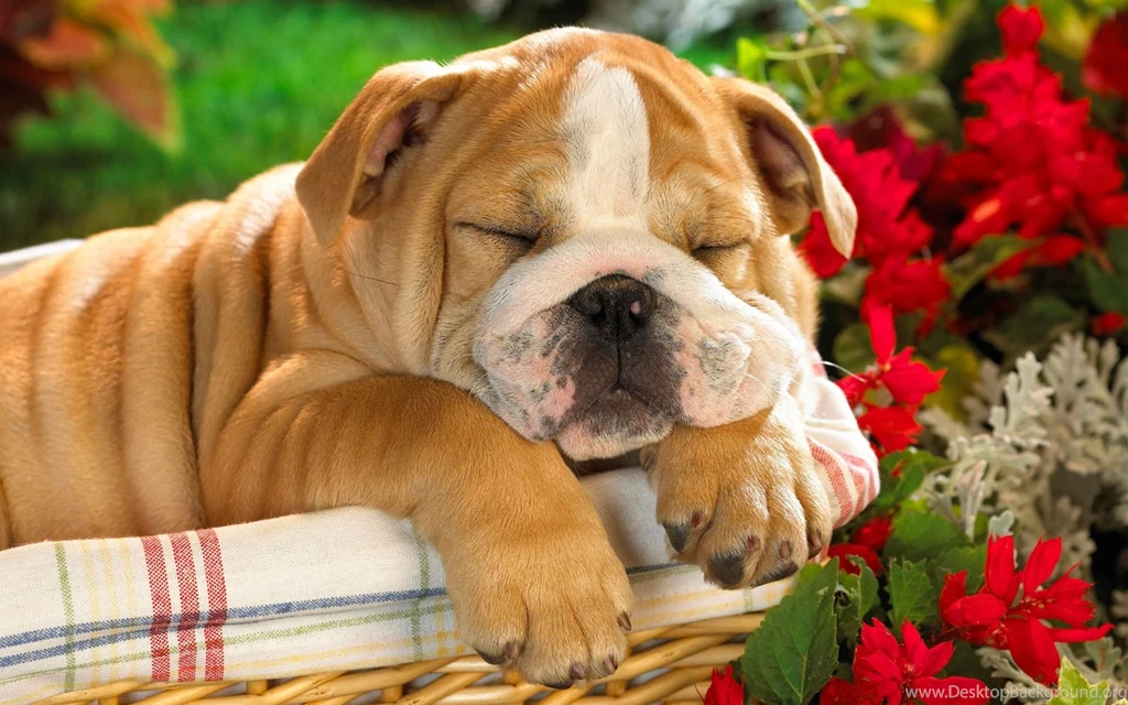 Hd cute dog pics with words.jpg