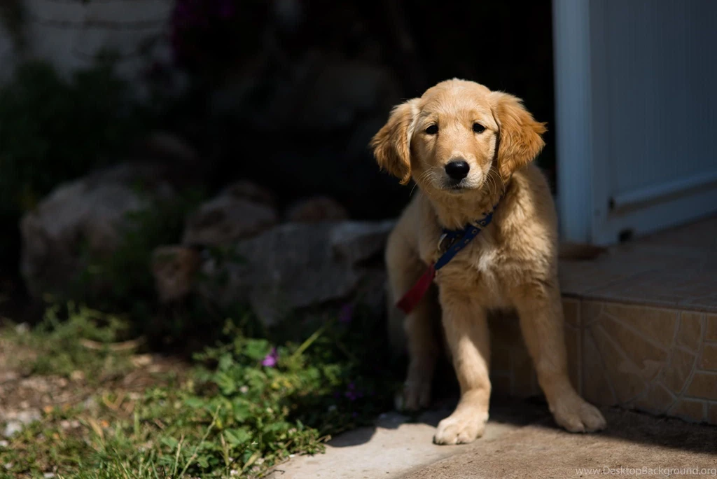 Best Friends, Cool Animals, Hd Dog Images, Pets, Dog Photos, Cute ...