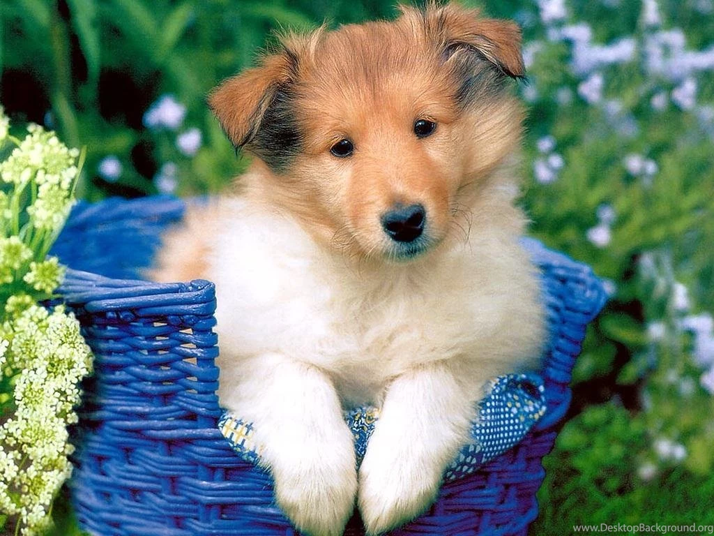 Cute Dog Wallpapers   Dogs Wallpapers (13936333)   Fanpop